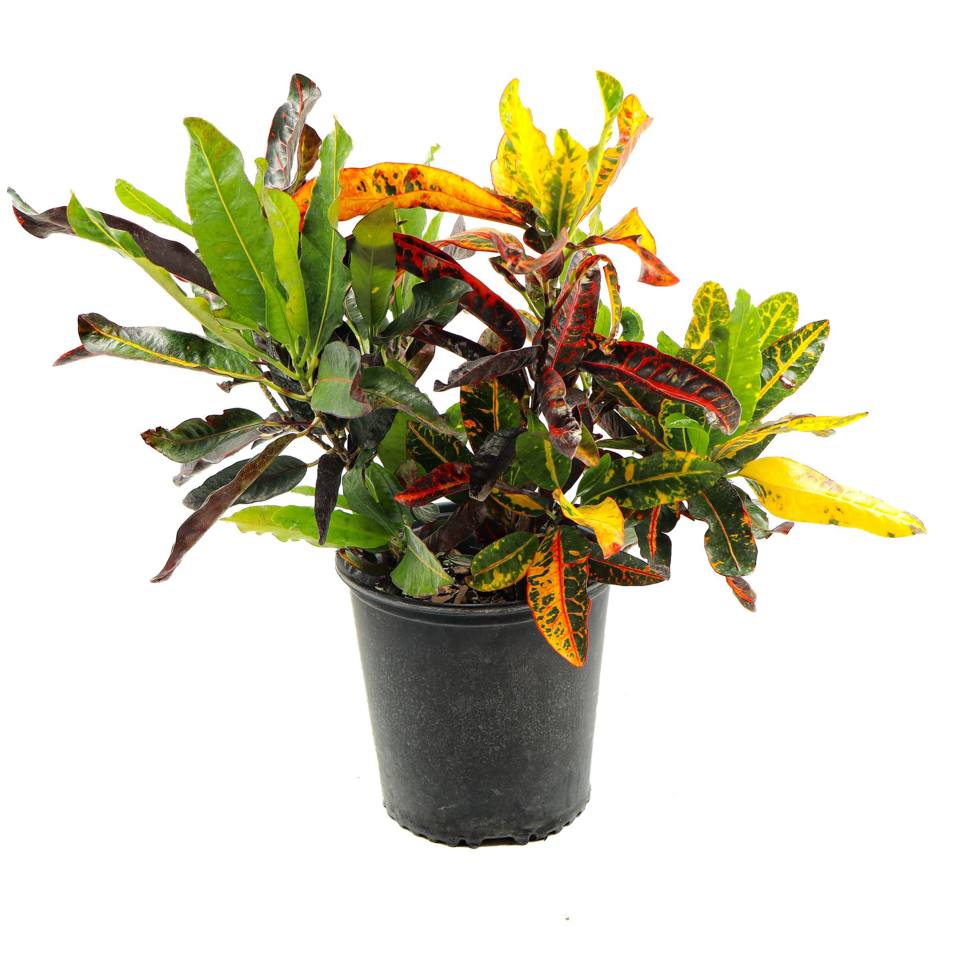 Croton Mammy 