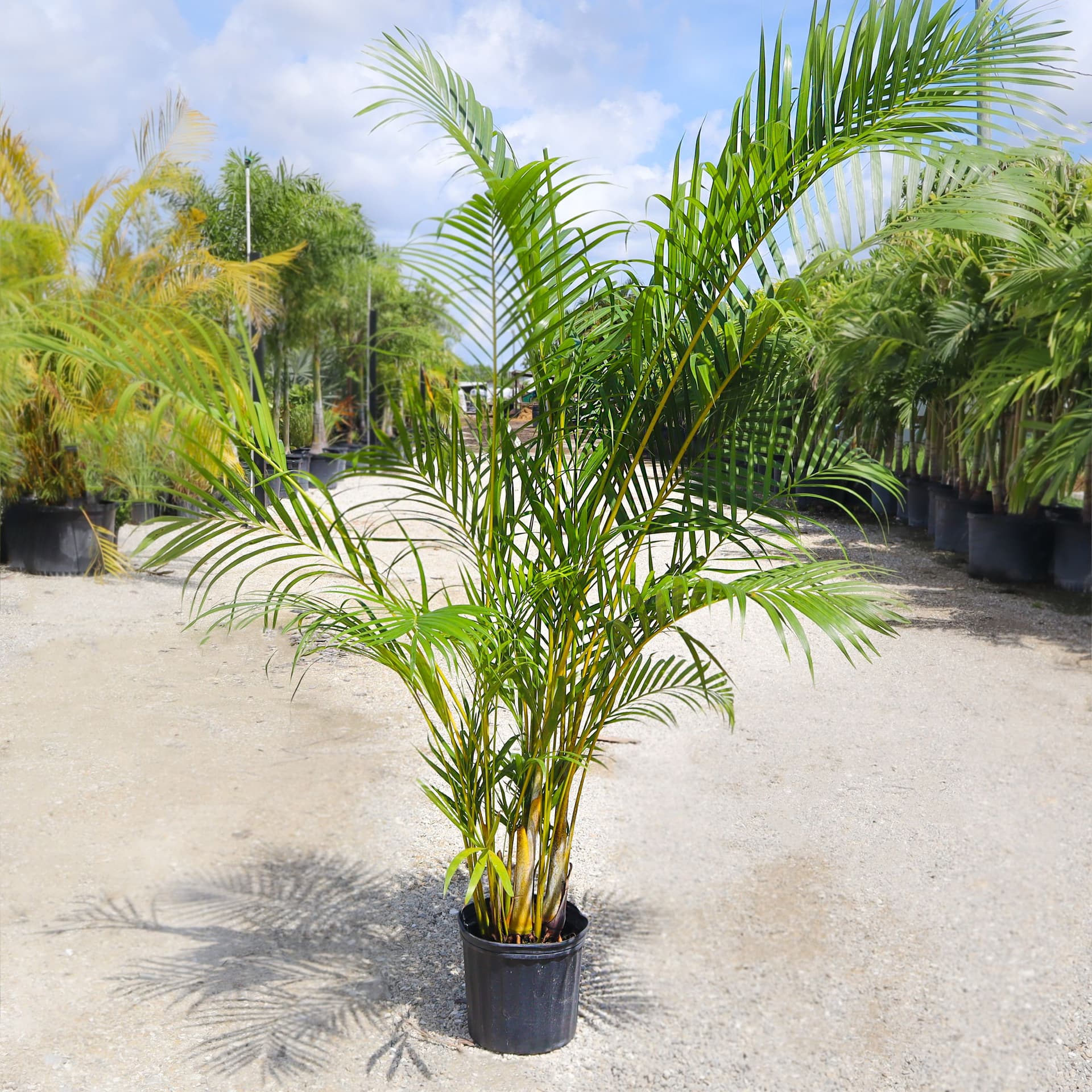Areca Palm