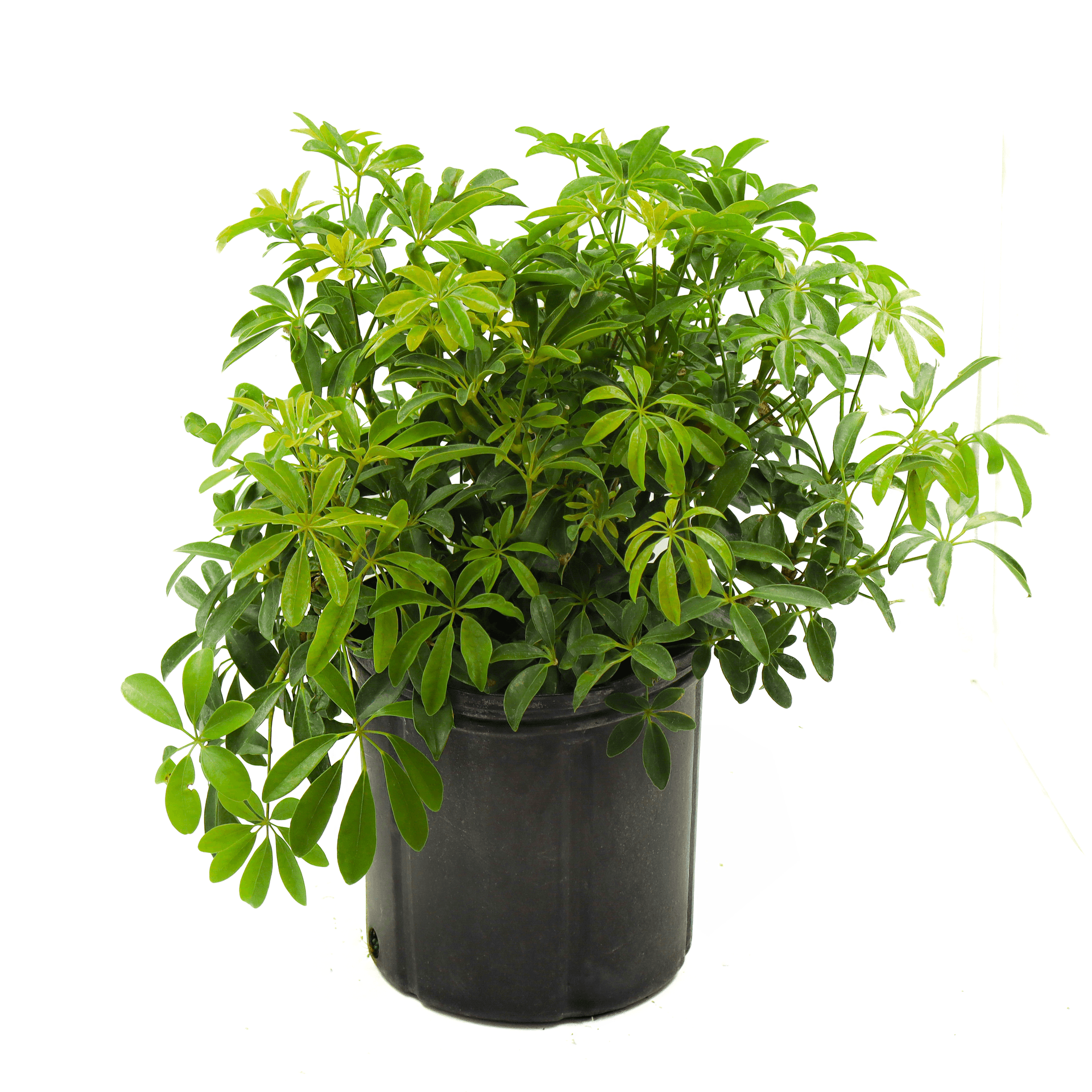 Arboricola