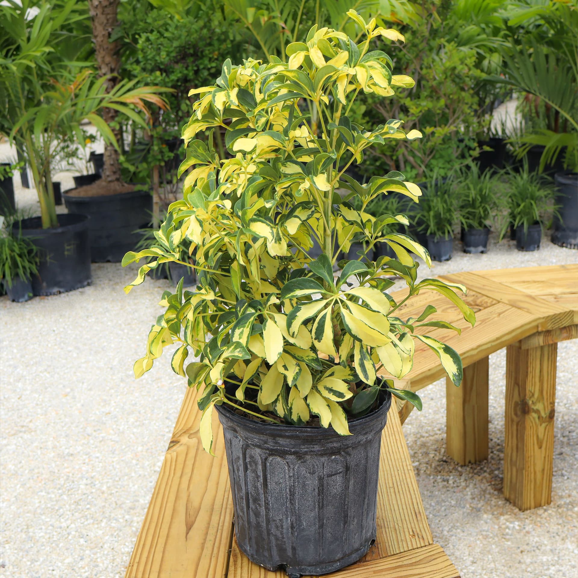 Arboricola