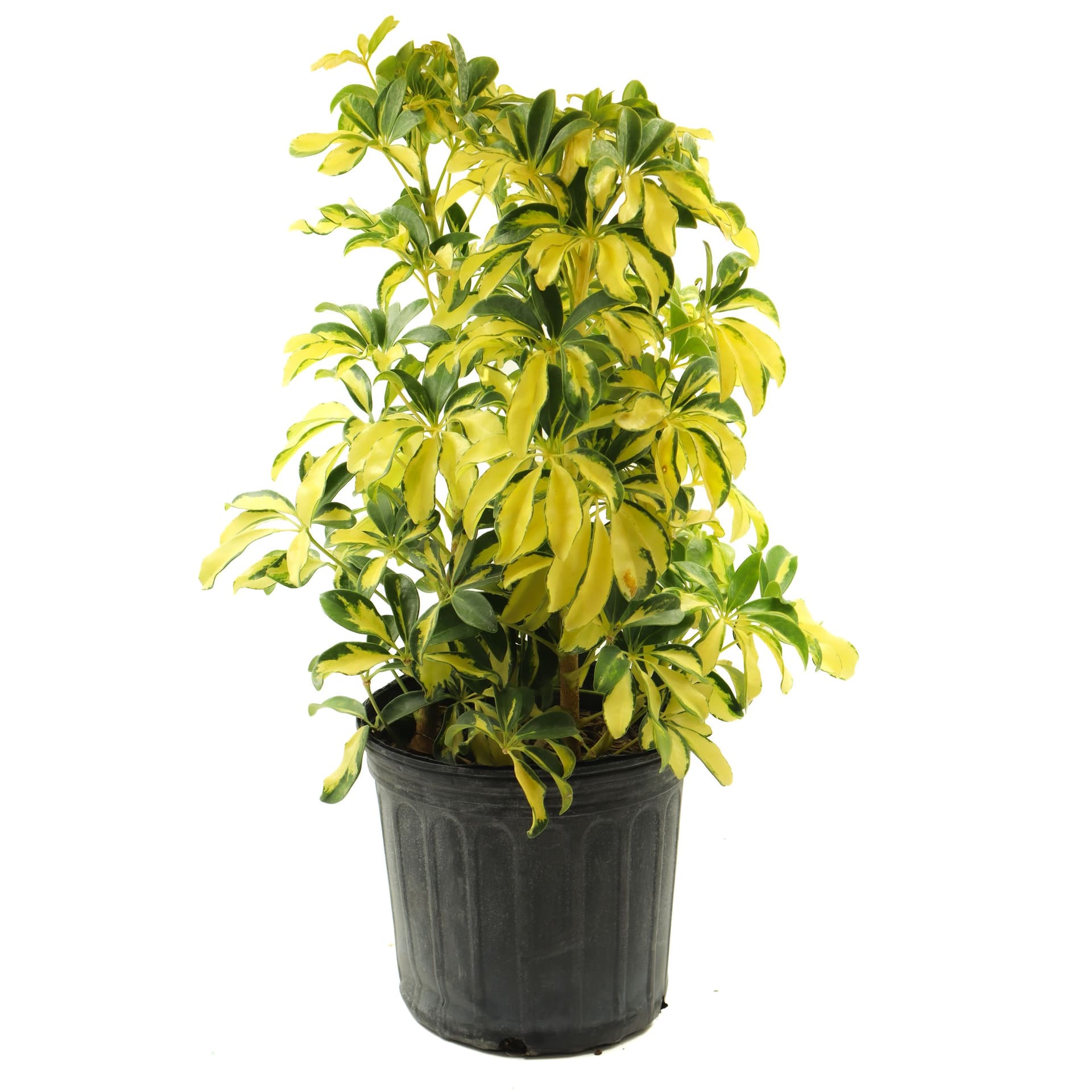 Arboricola