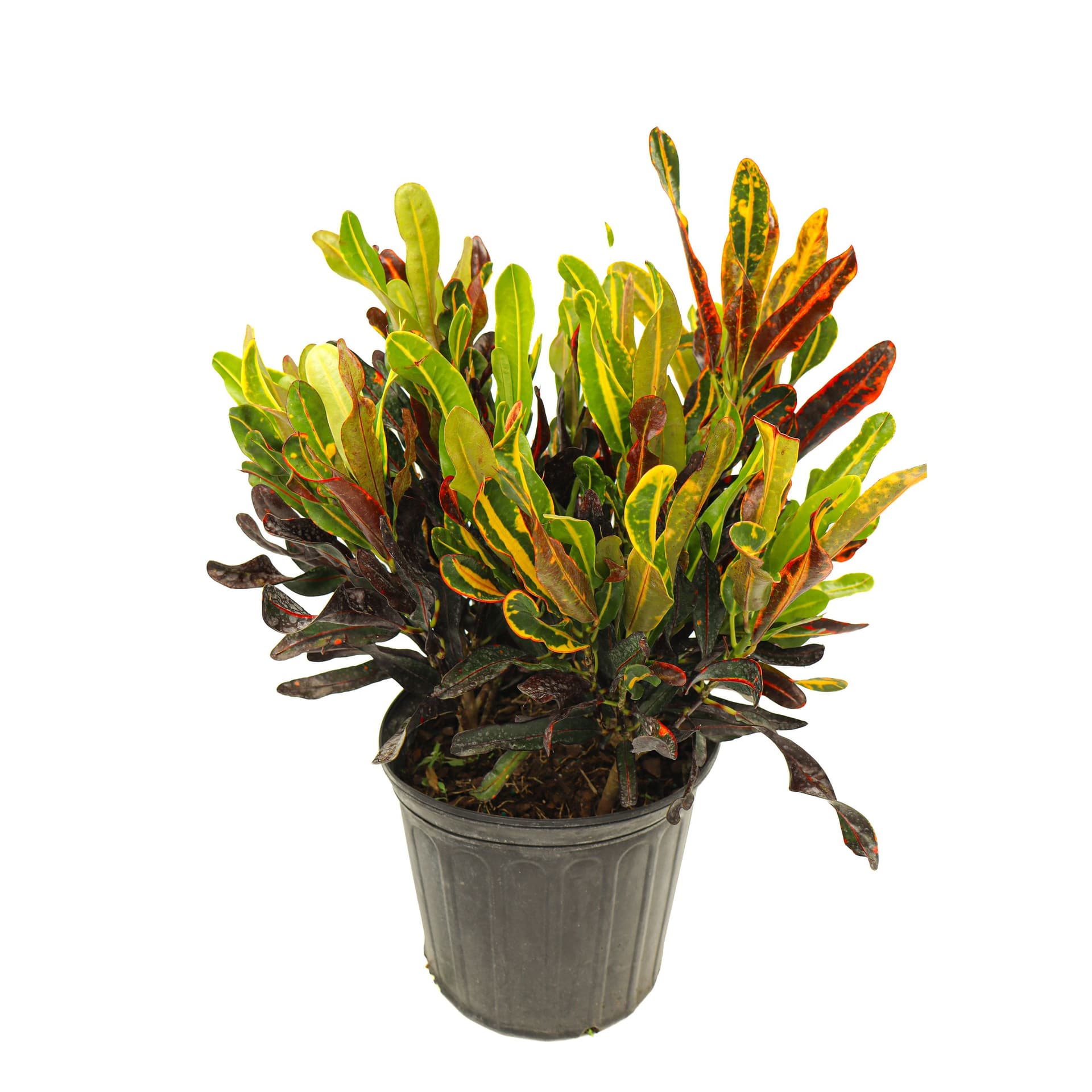 Yellow Croton Mammy