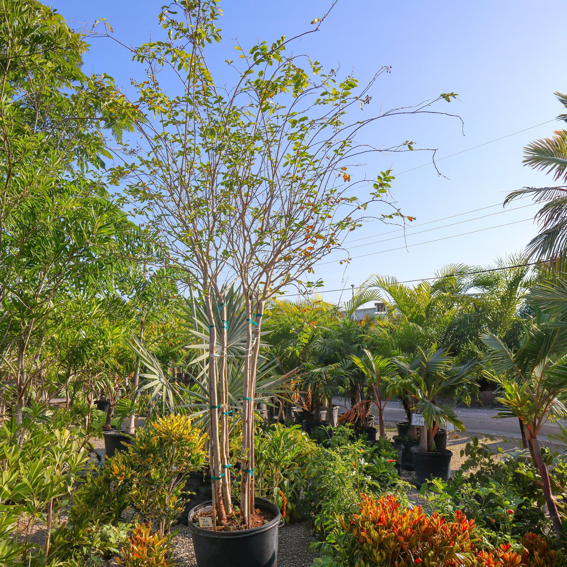 Crepe Myrtle