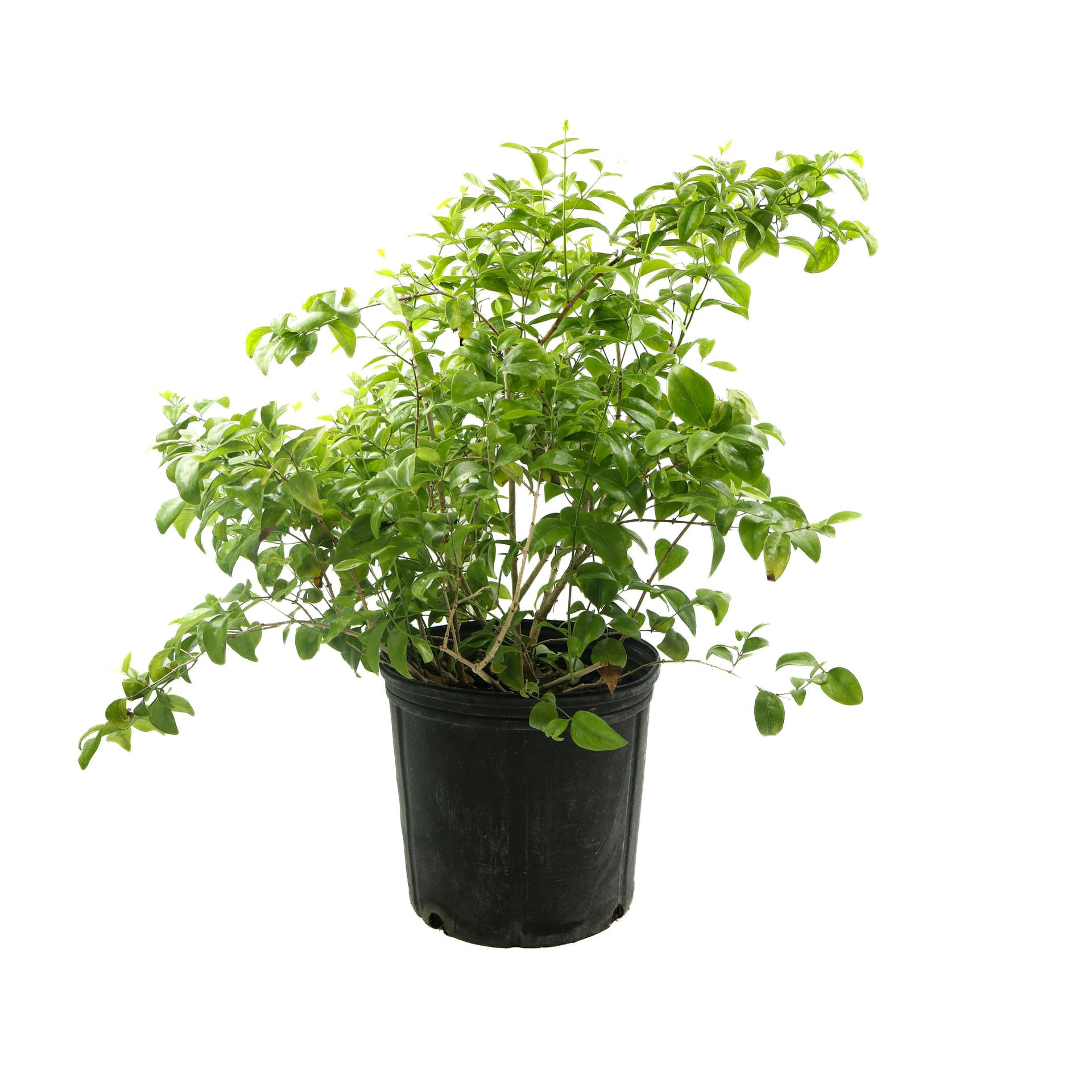 Jasmine Wax