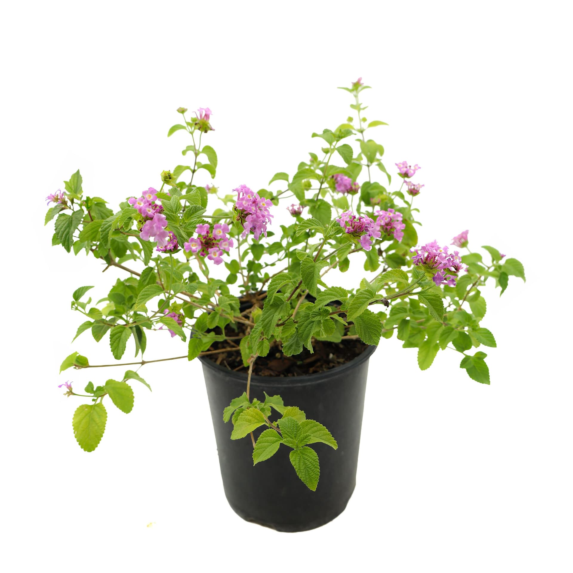 Lantana