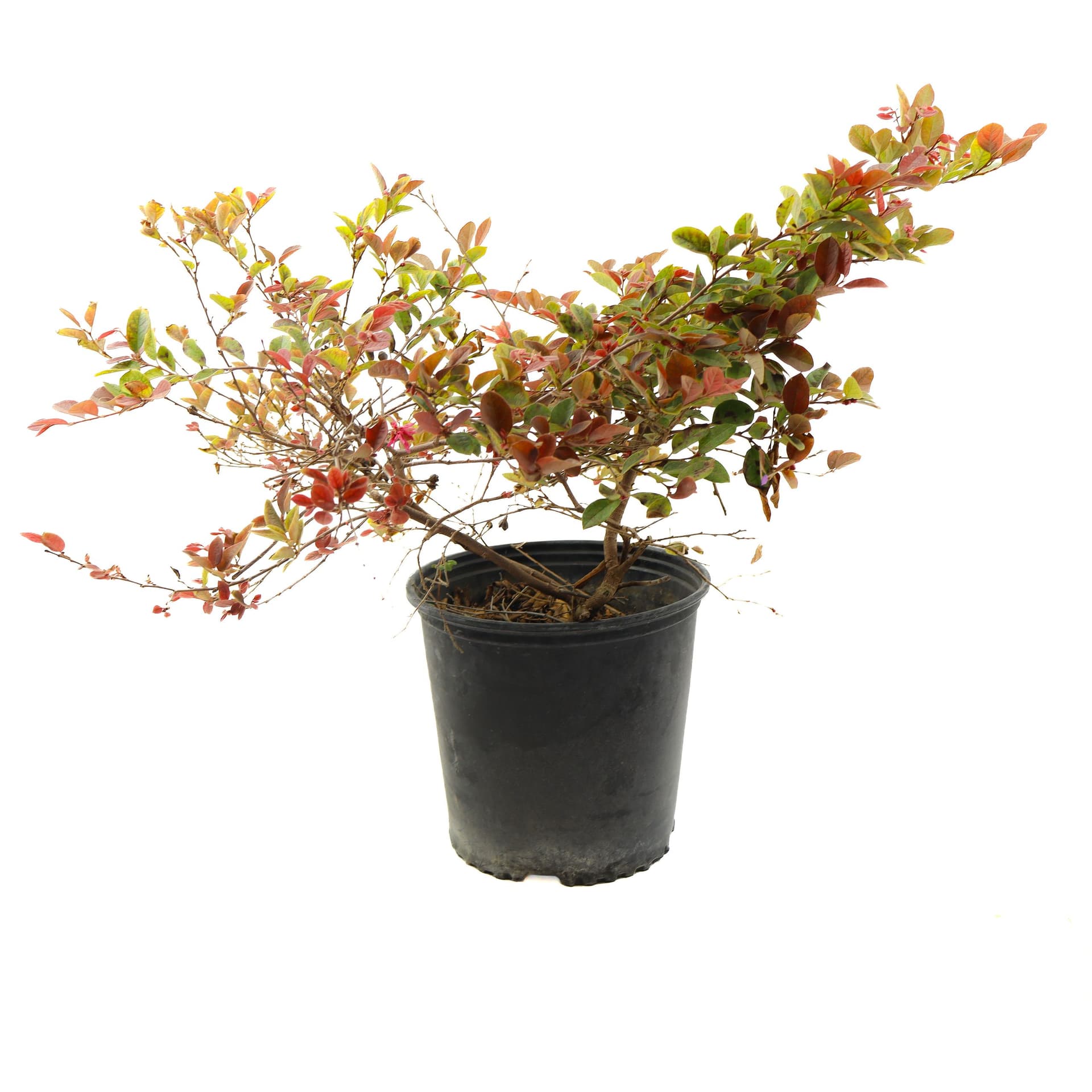 Indian Hawthorn