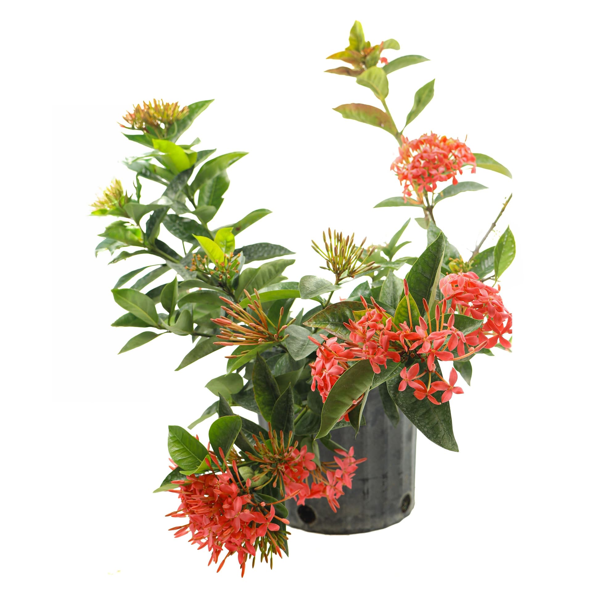 Ixora Maui Red