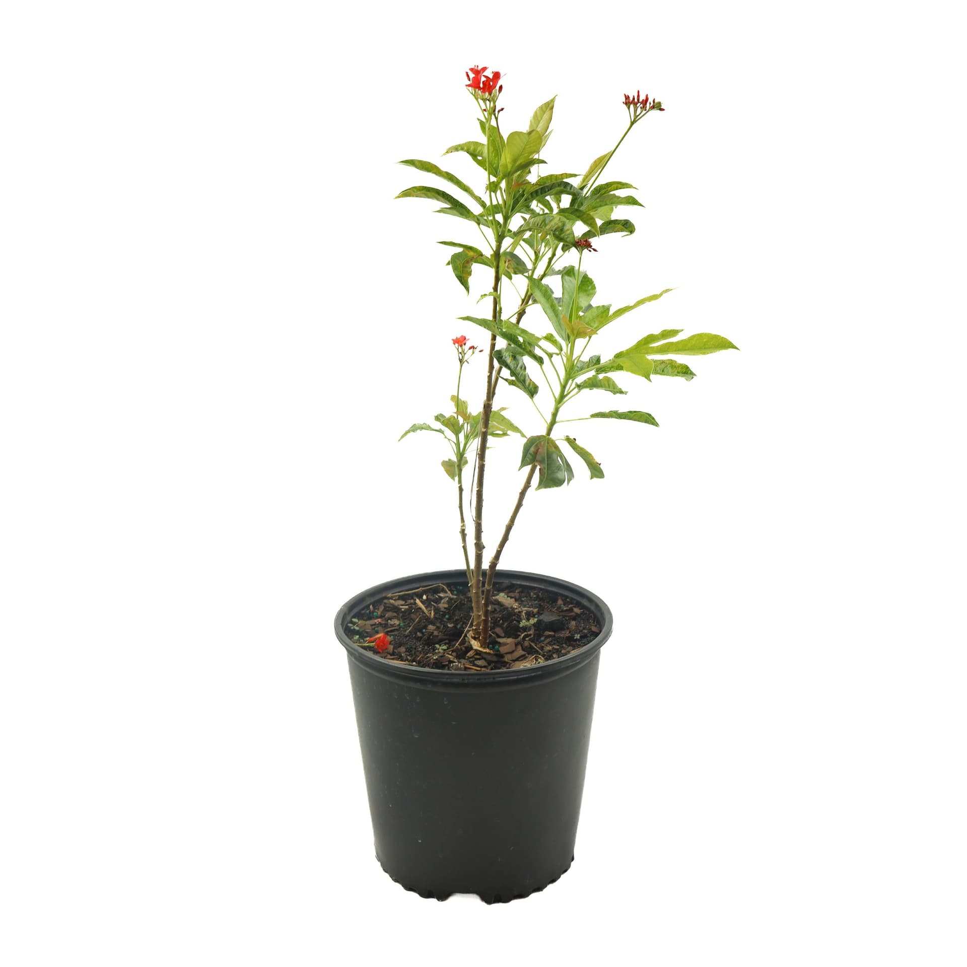 Jatropha