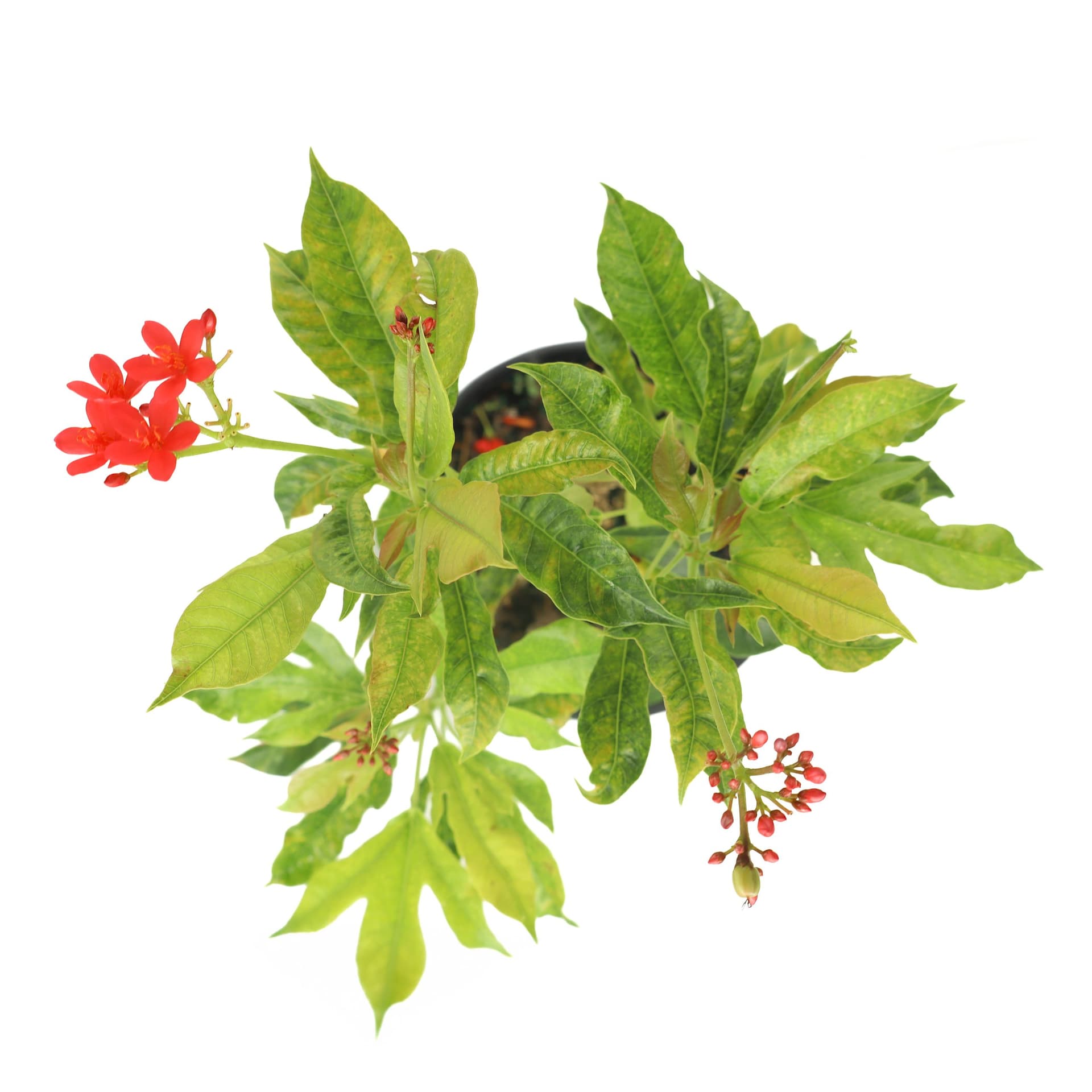 Jatropha 2
