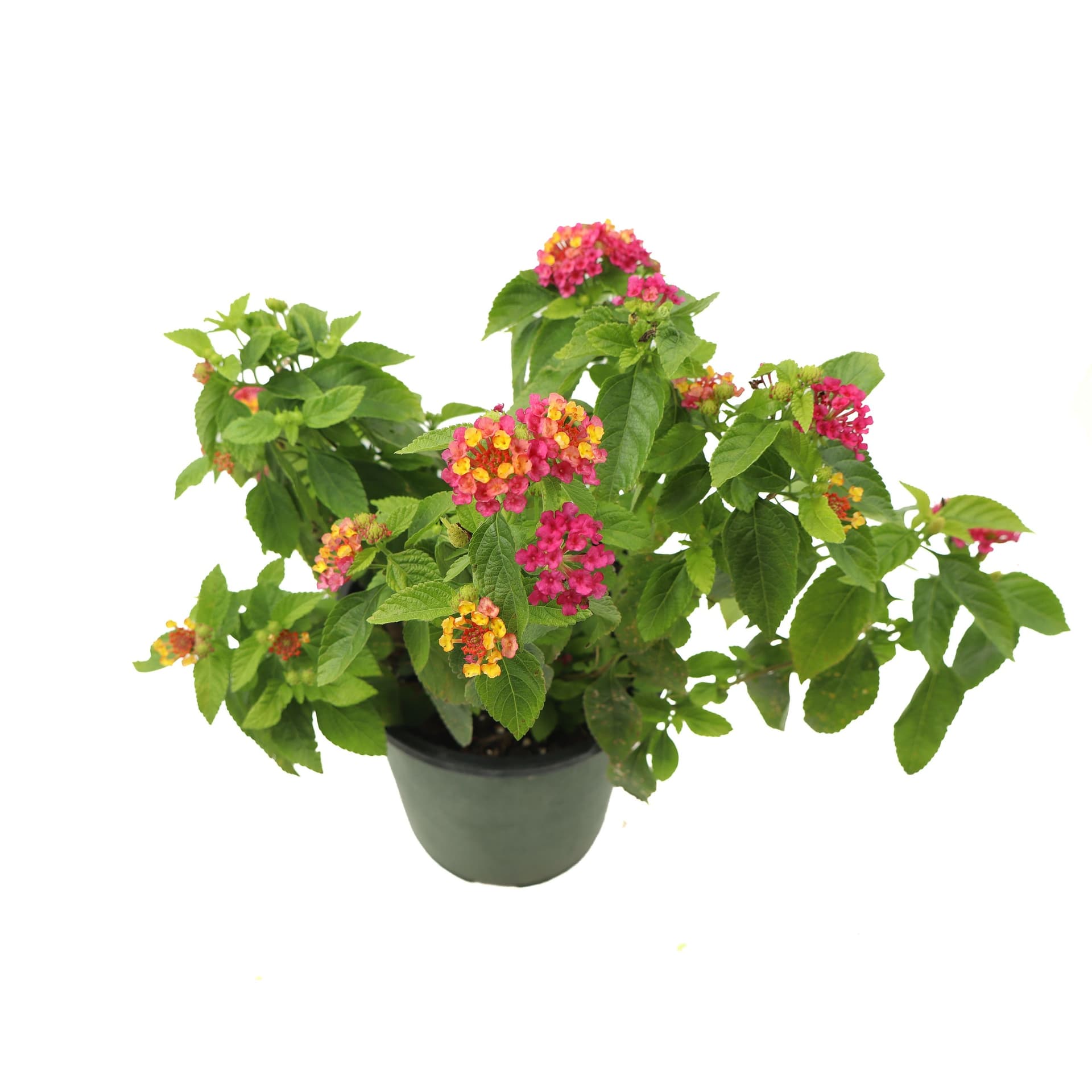 Lantana