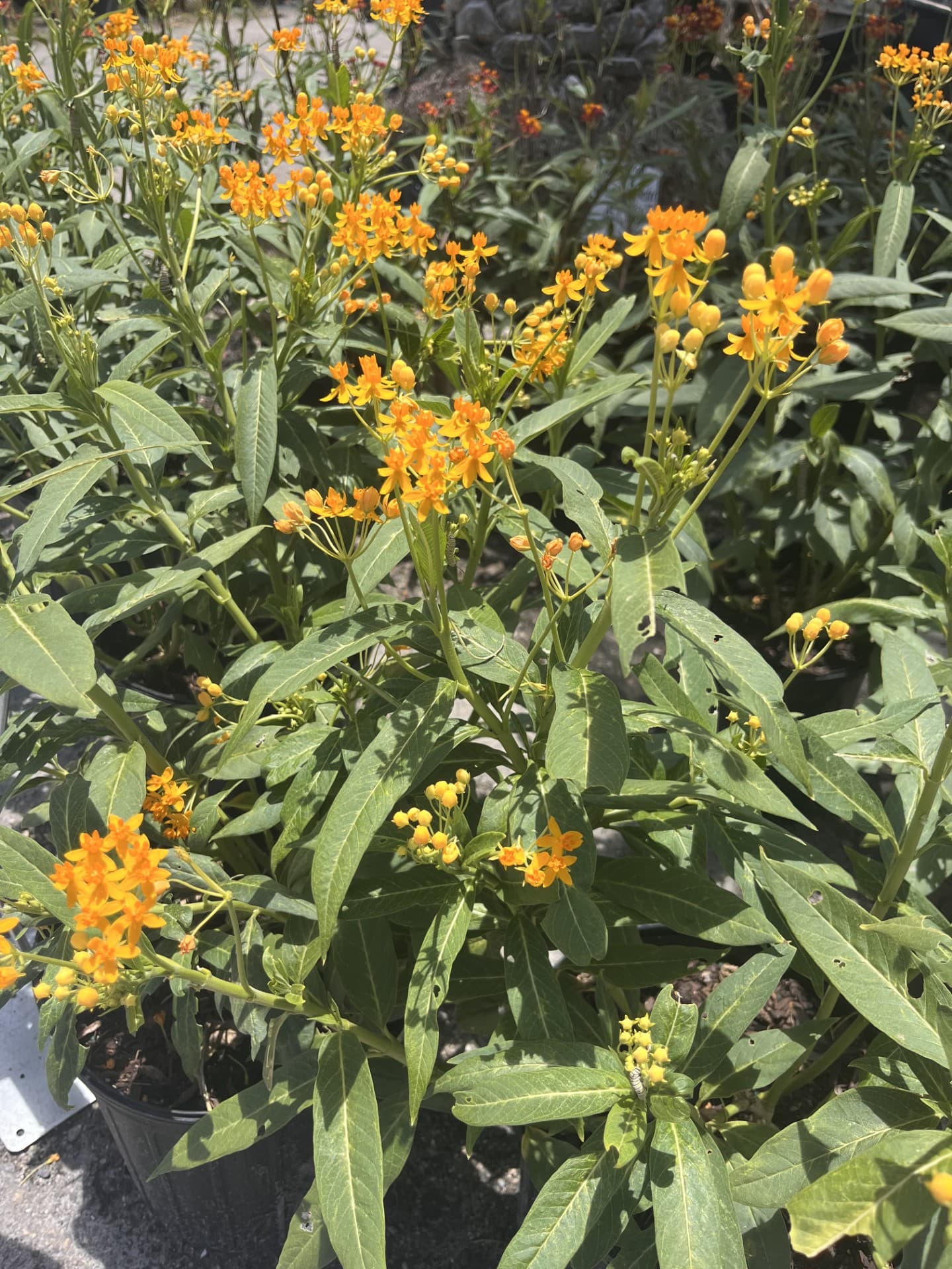 Tropical Milkweed