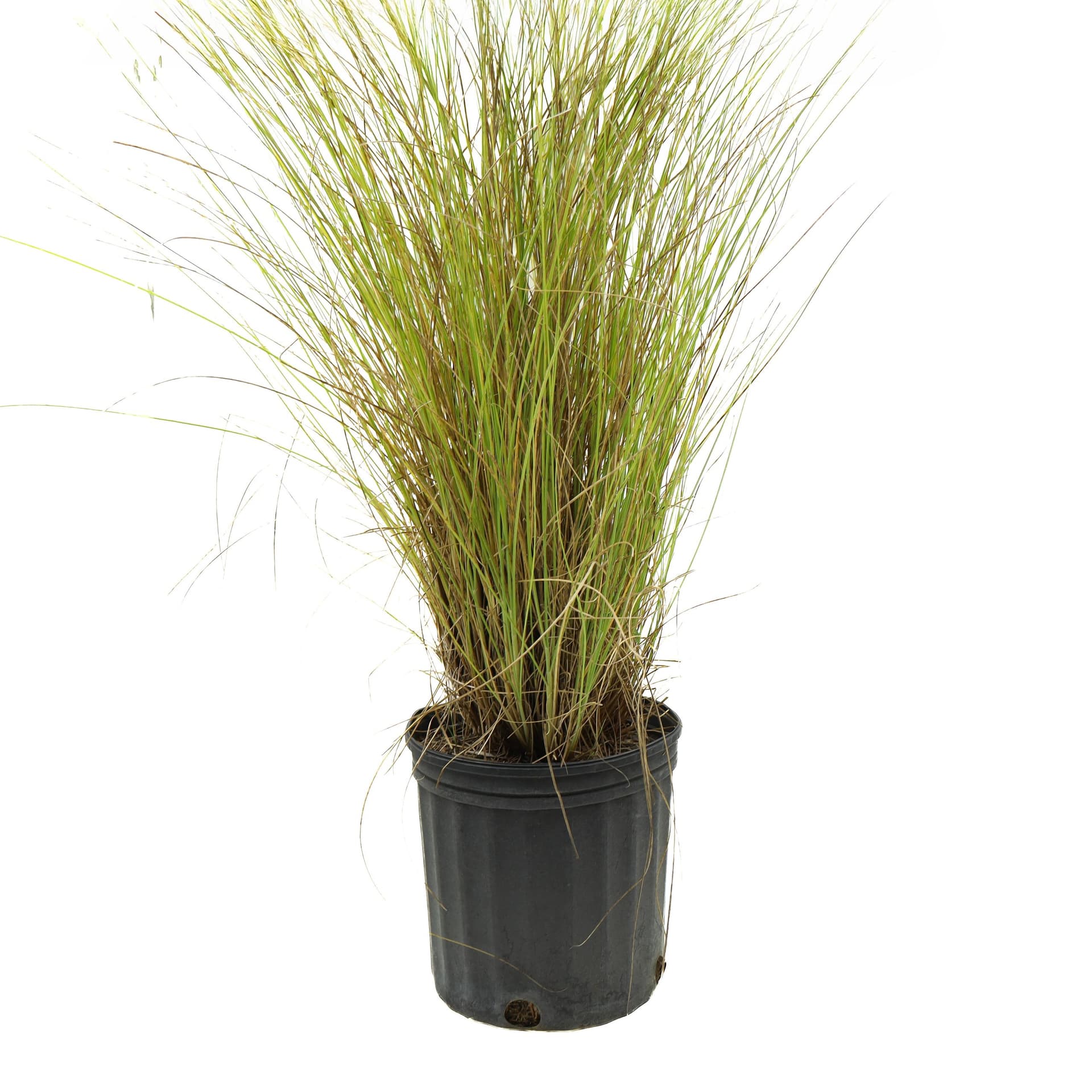 Muhly Grass