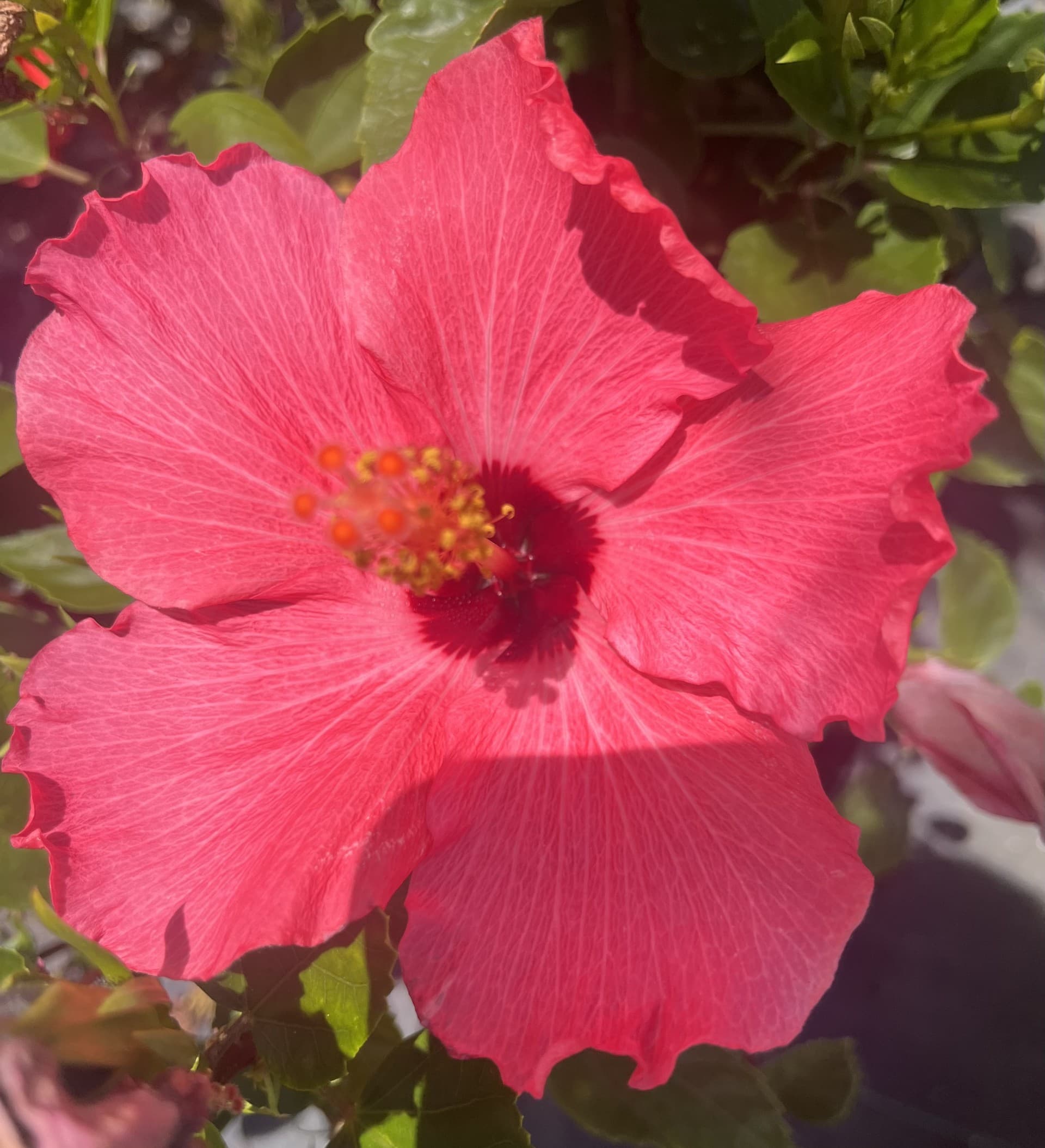 Hibiscus 'Painted Lady'