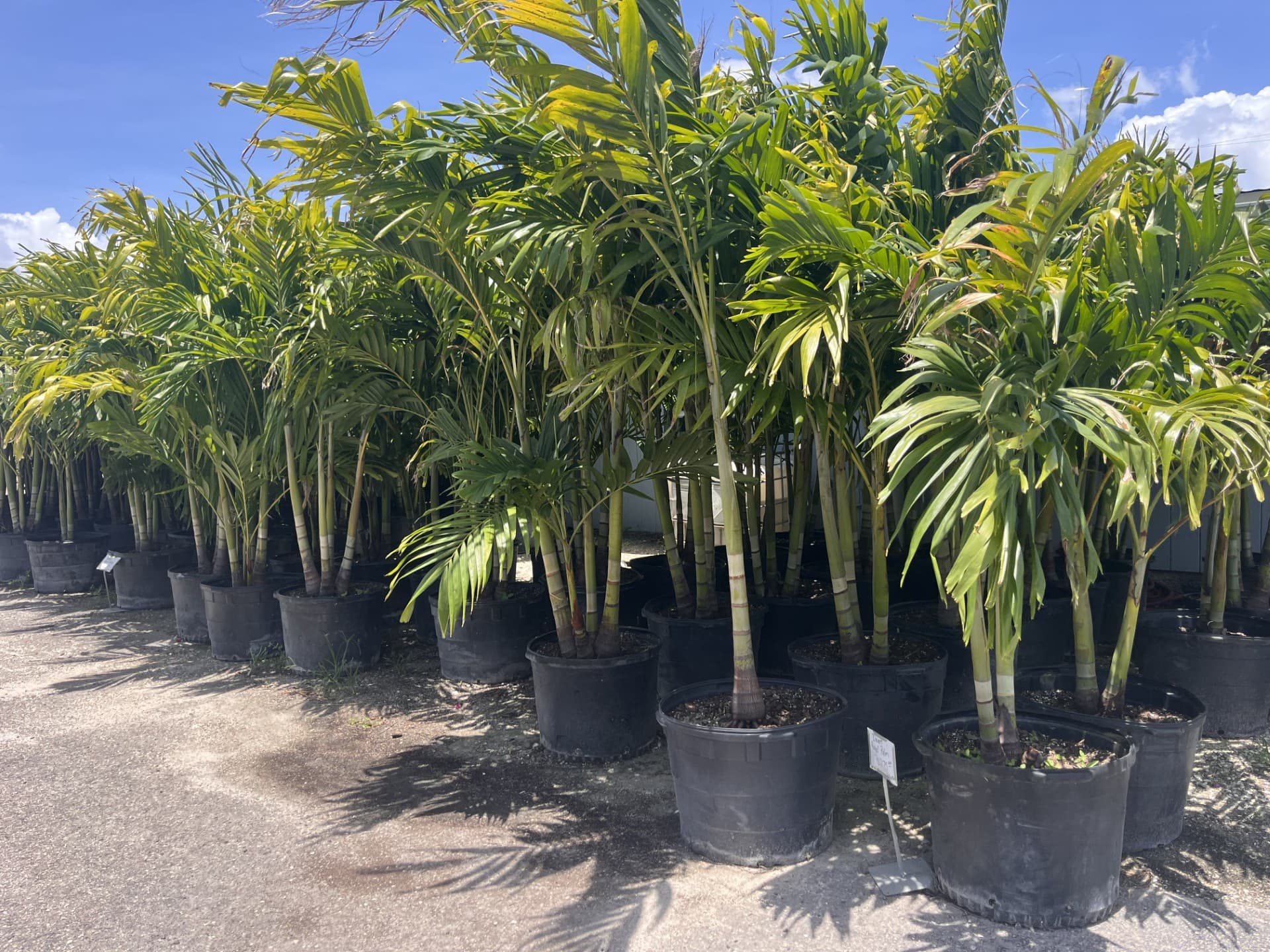 Palms