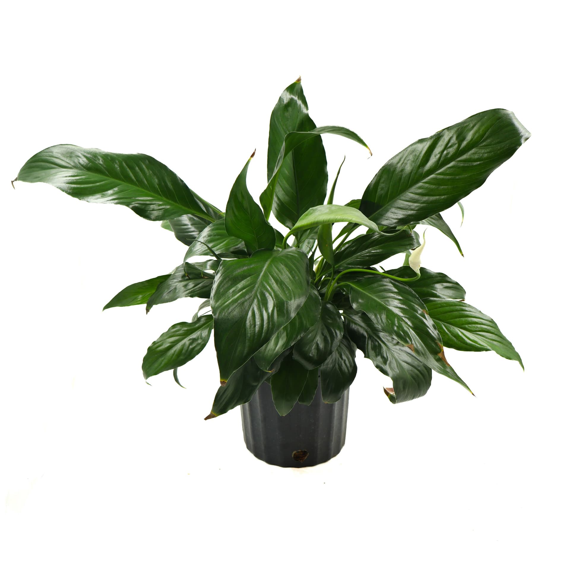 Peace Lily