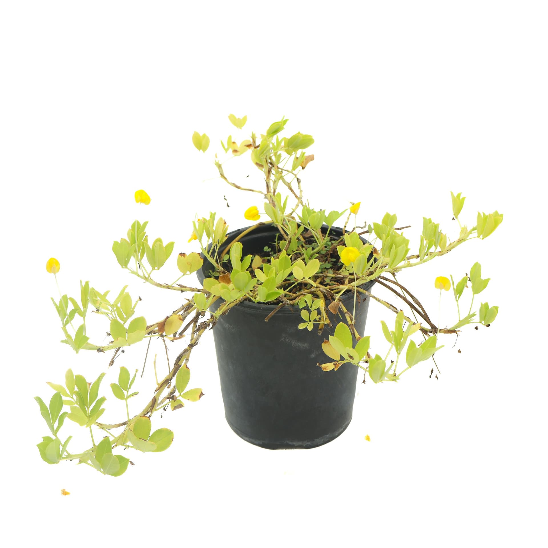 Perennial Peanut