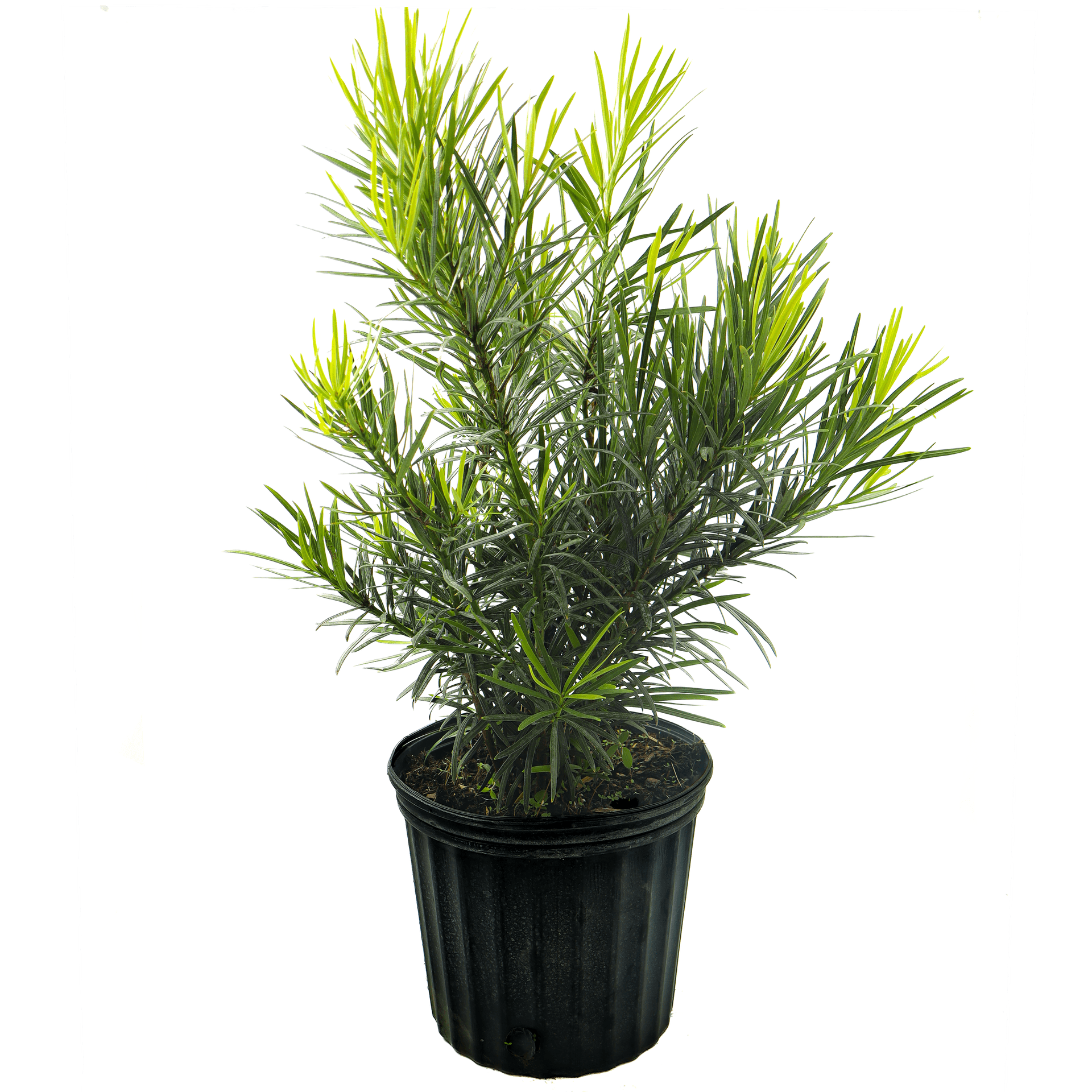 Podocarpus