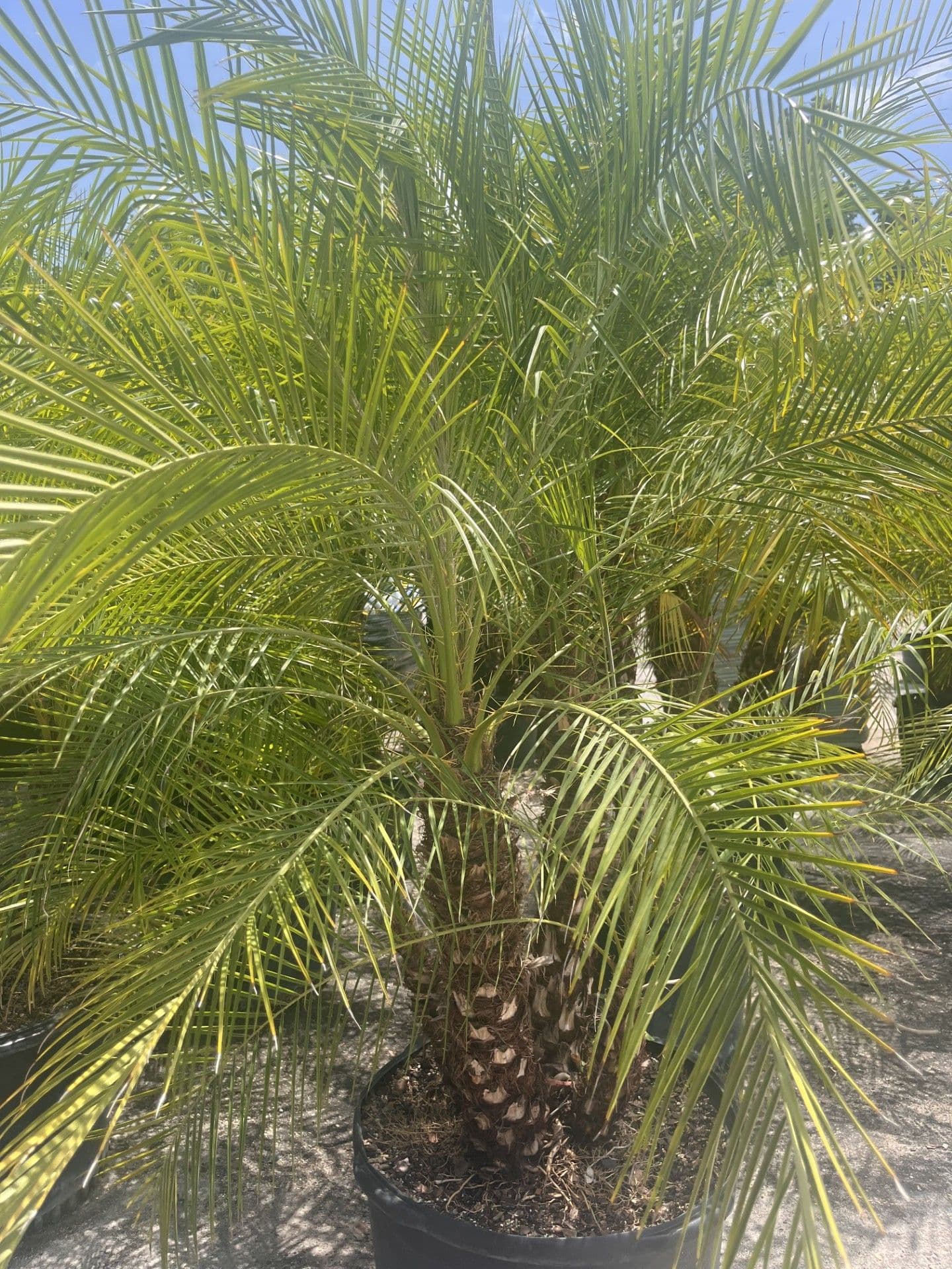 Pygmy Date Palm