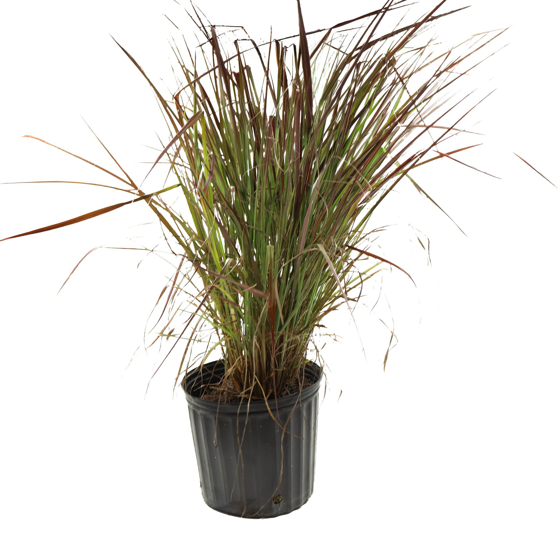 Fountain Grass Red