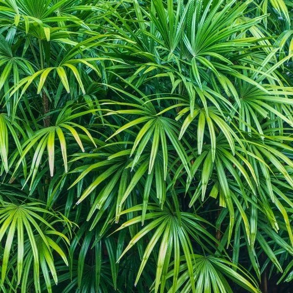 Lady Palm