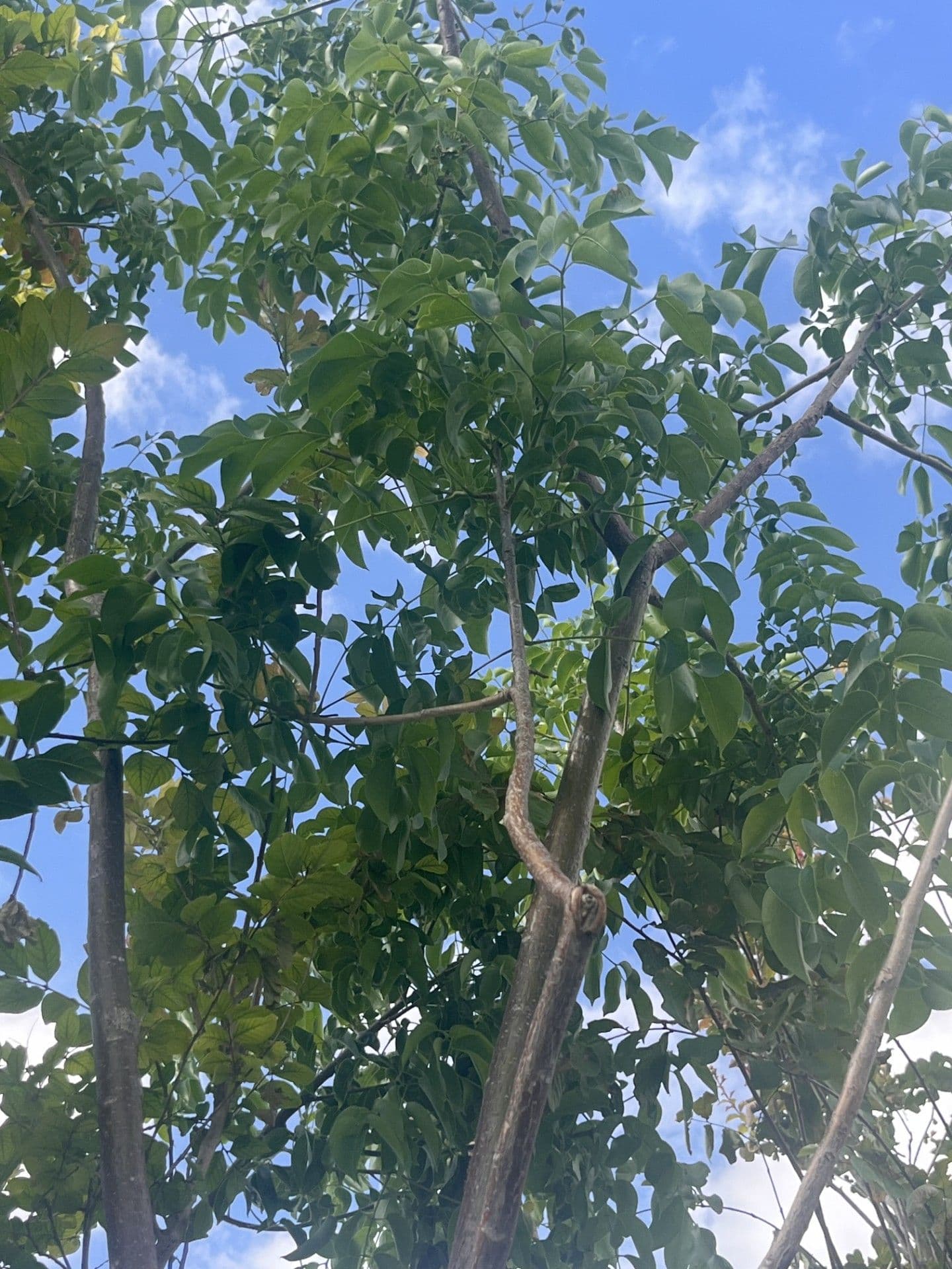 Gumbo Limbo