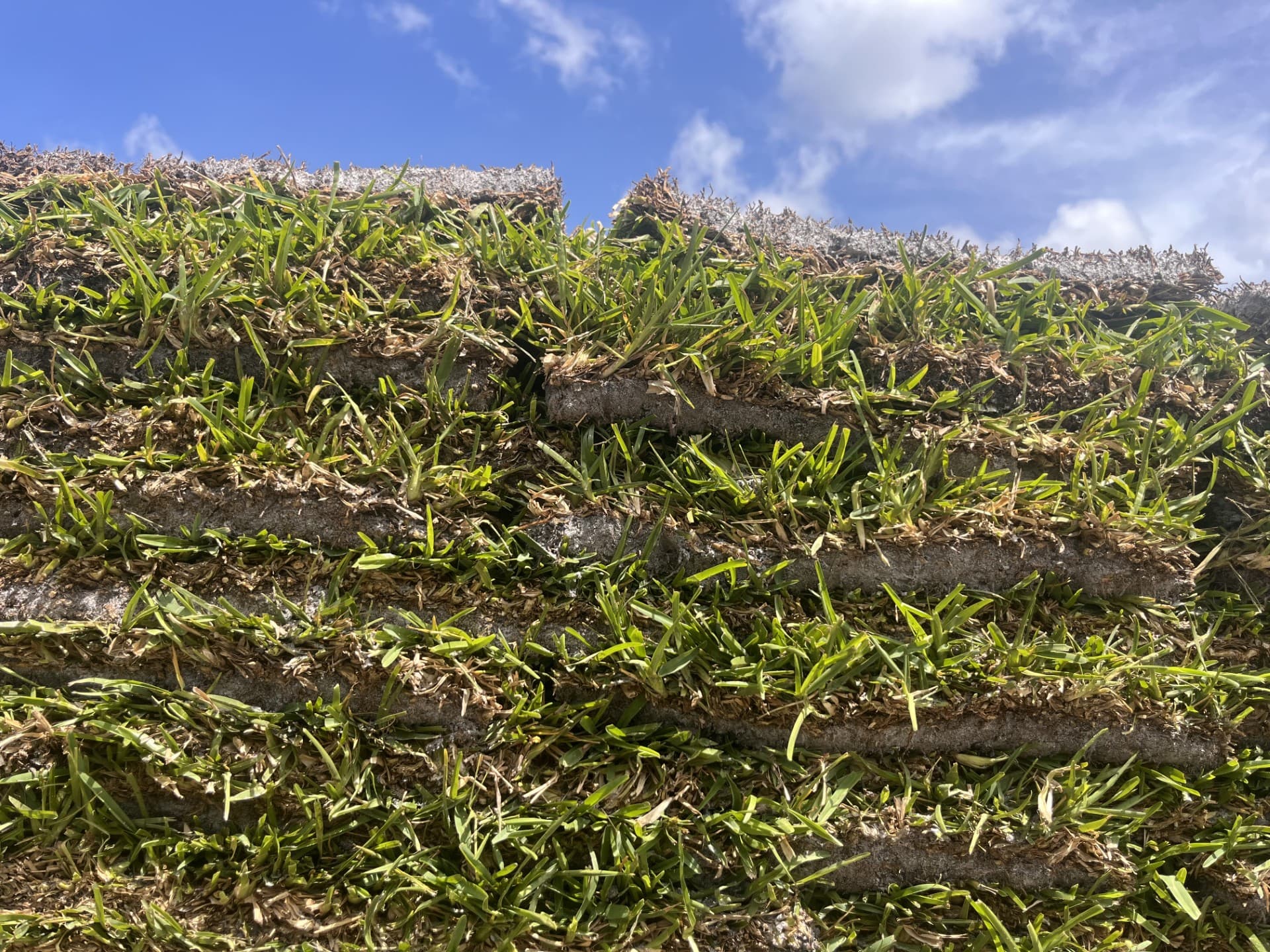 Sod & Grass