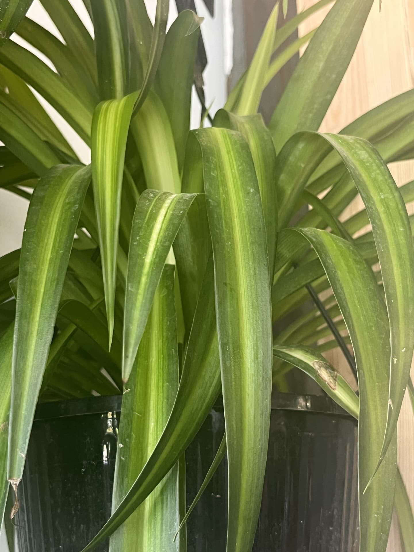 Spider Plant