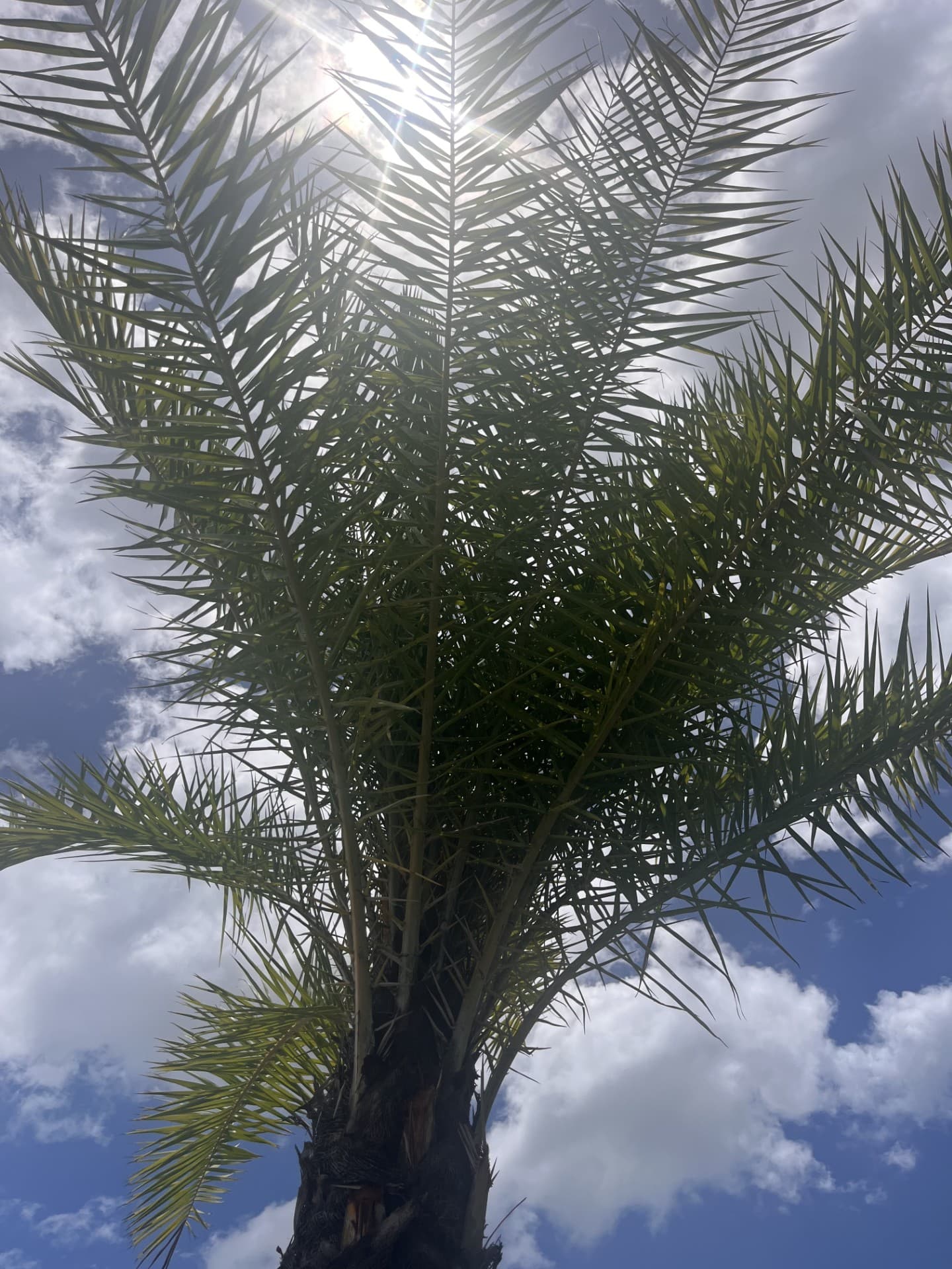 Sylvester Date Palm