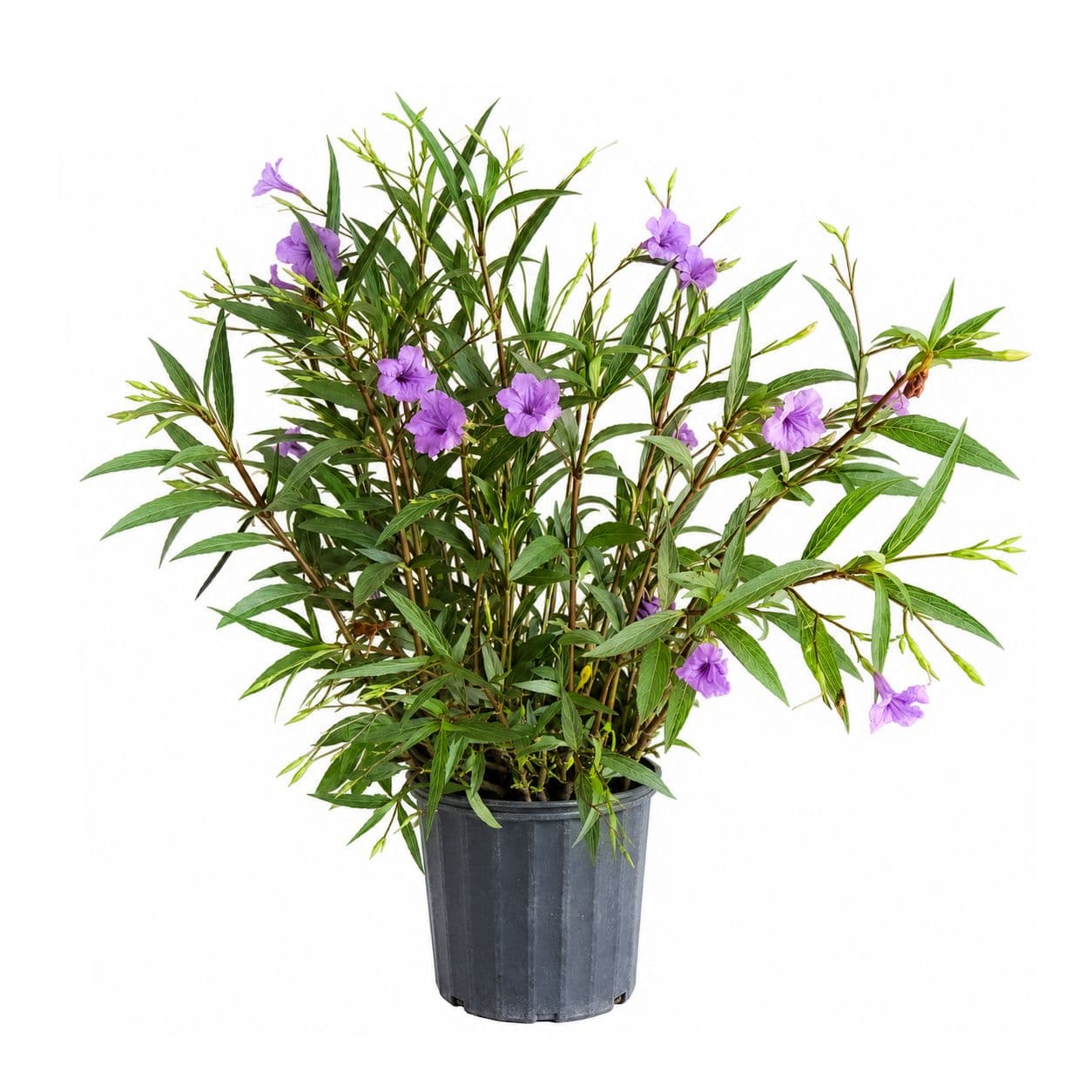 Ruellia