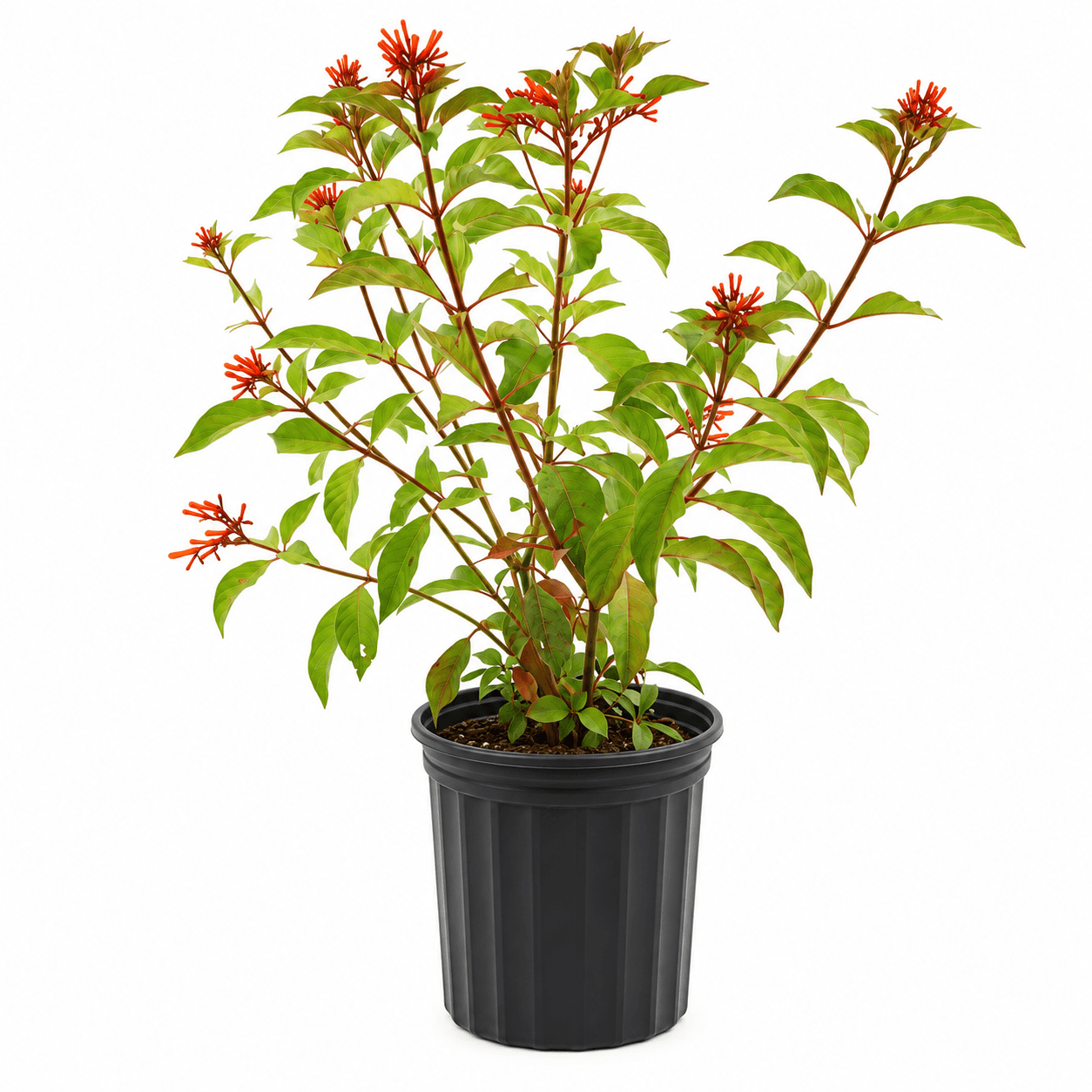 Firebush