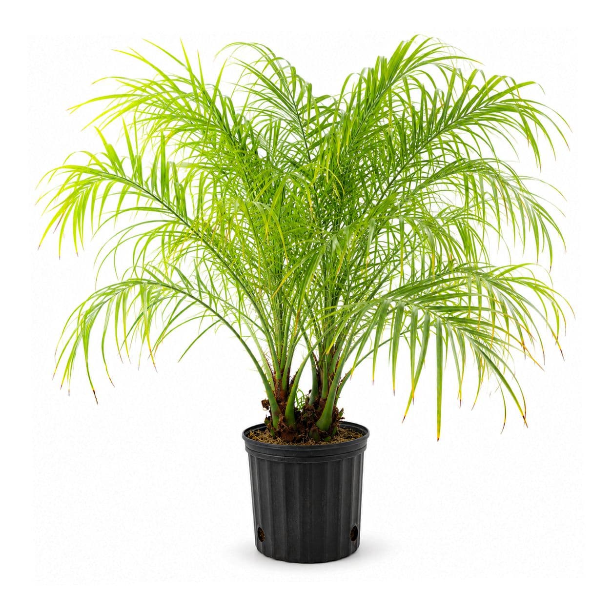 Pygmy Date Palm