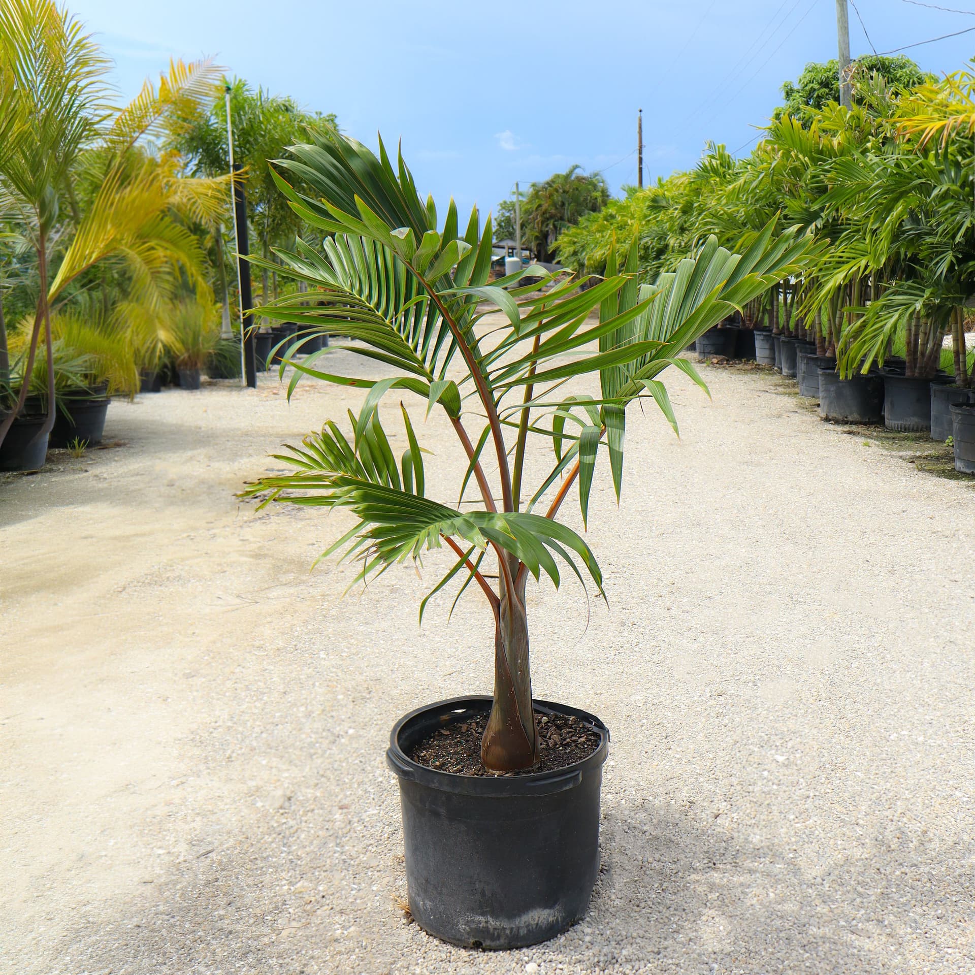 Bottle Palm