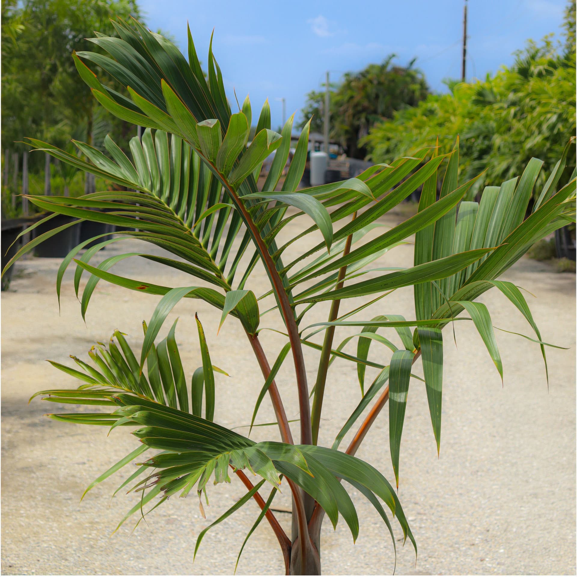 Bottle Palm