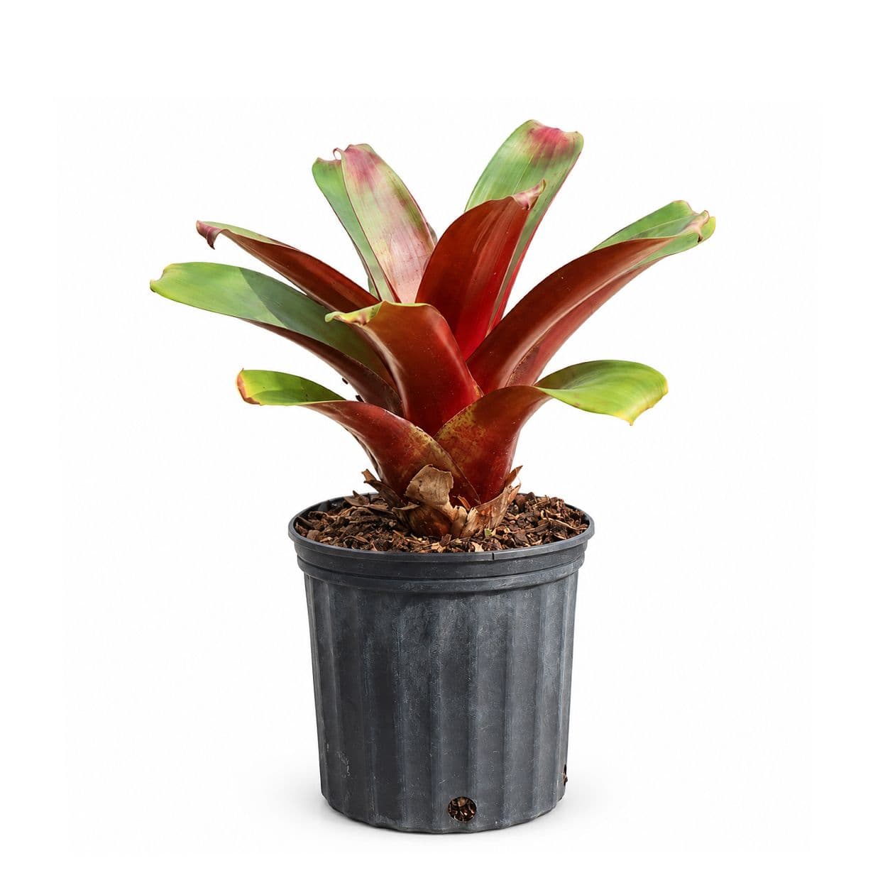 Bromeliad