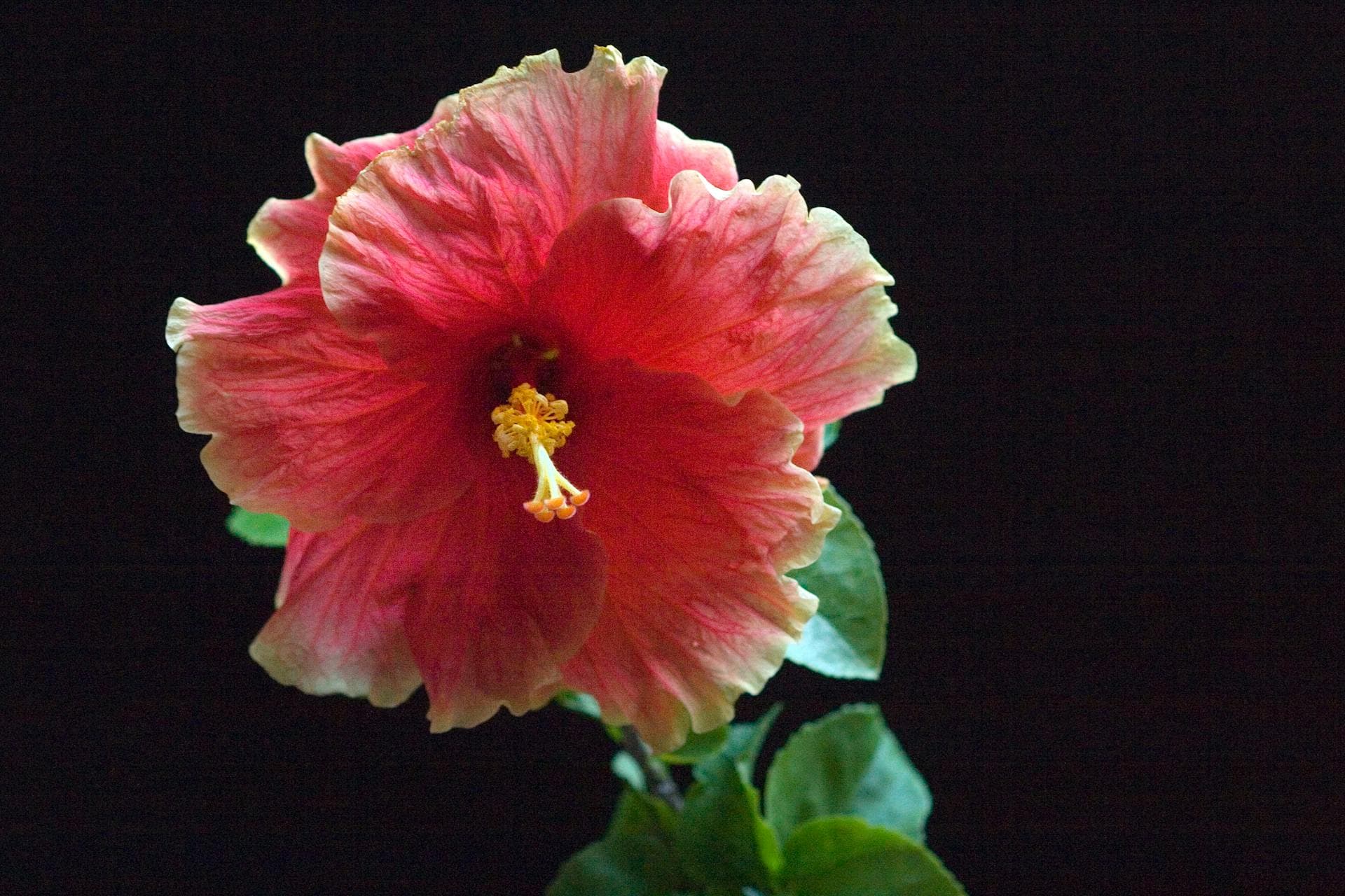 Hibiscus in bloom