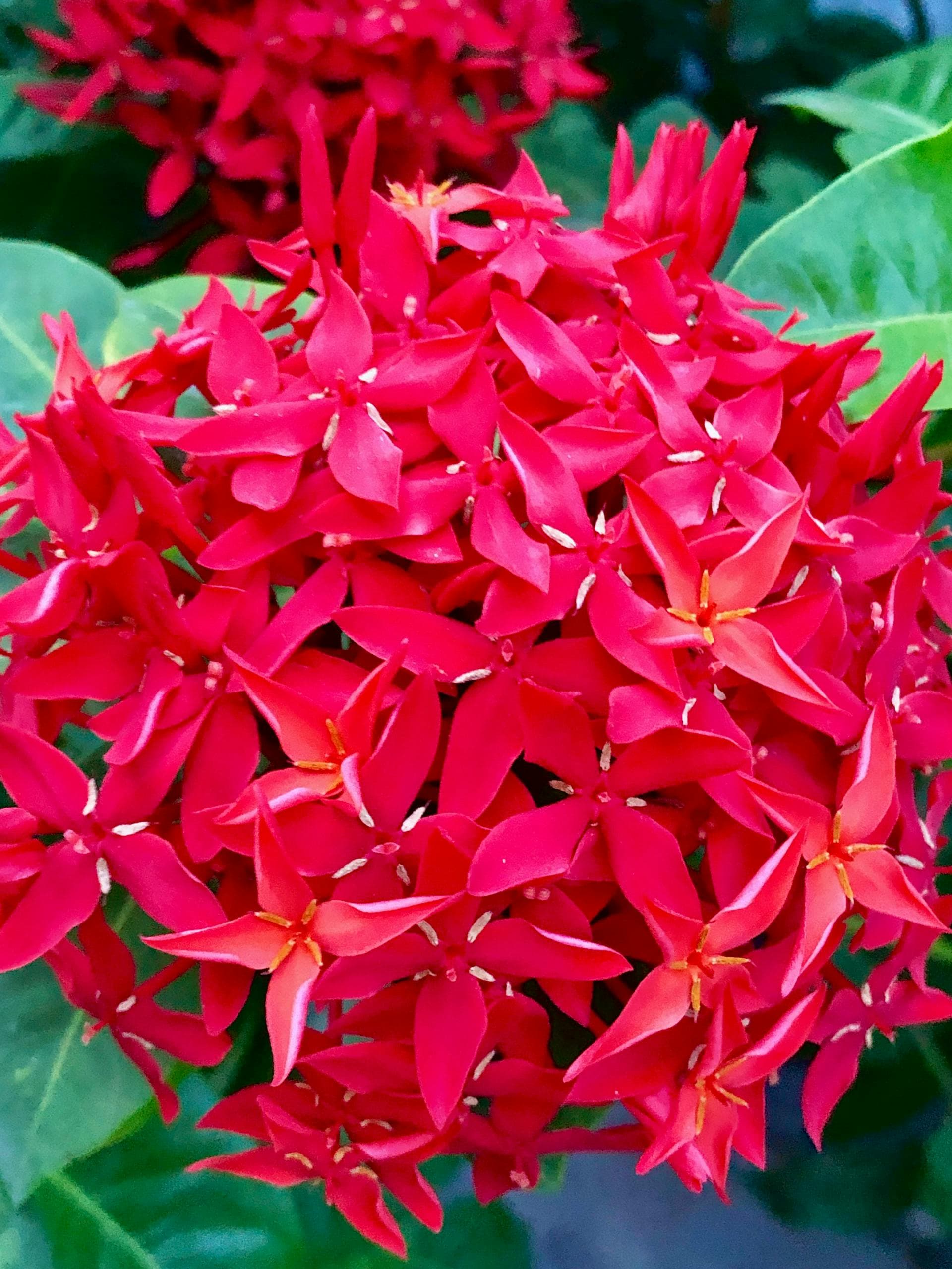 Ixora 'Maui Red'
