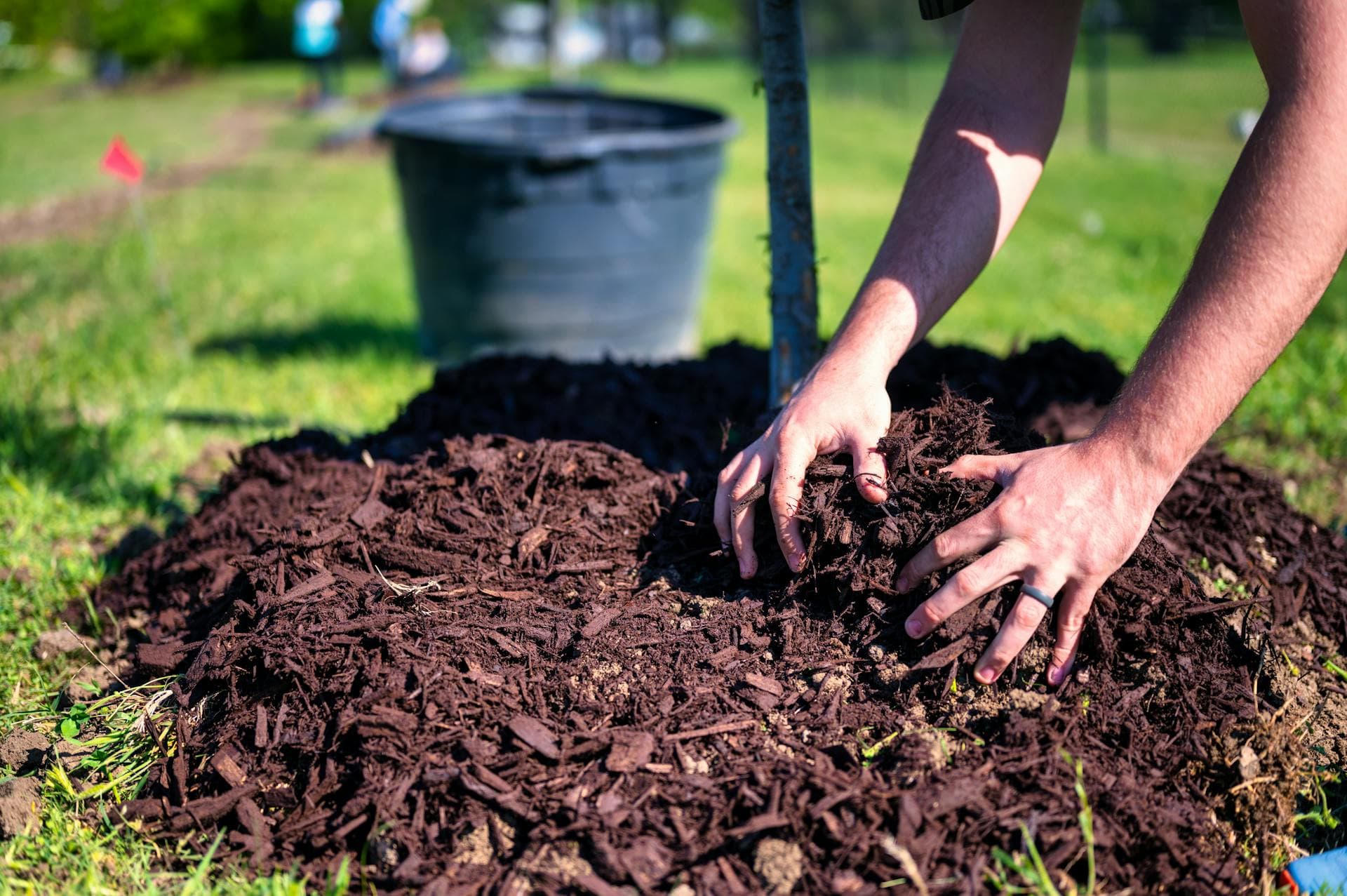 Fresh planting being mulched