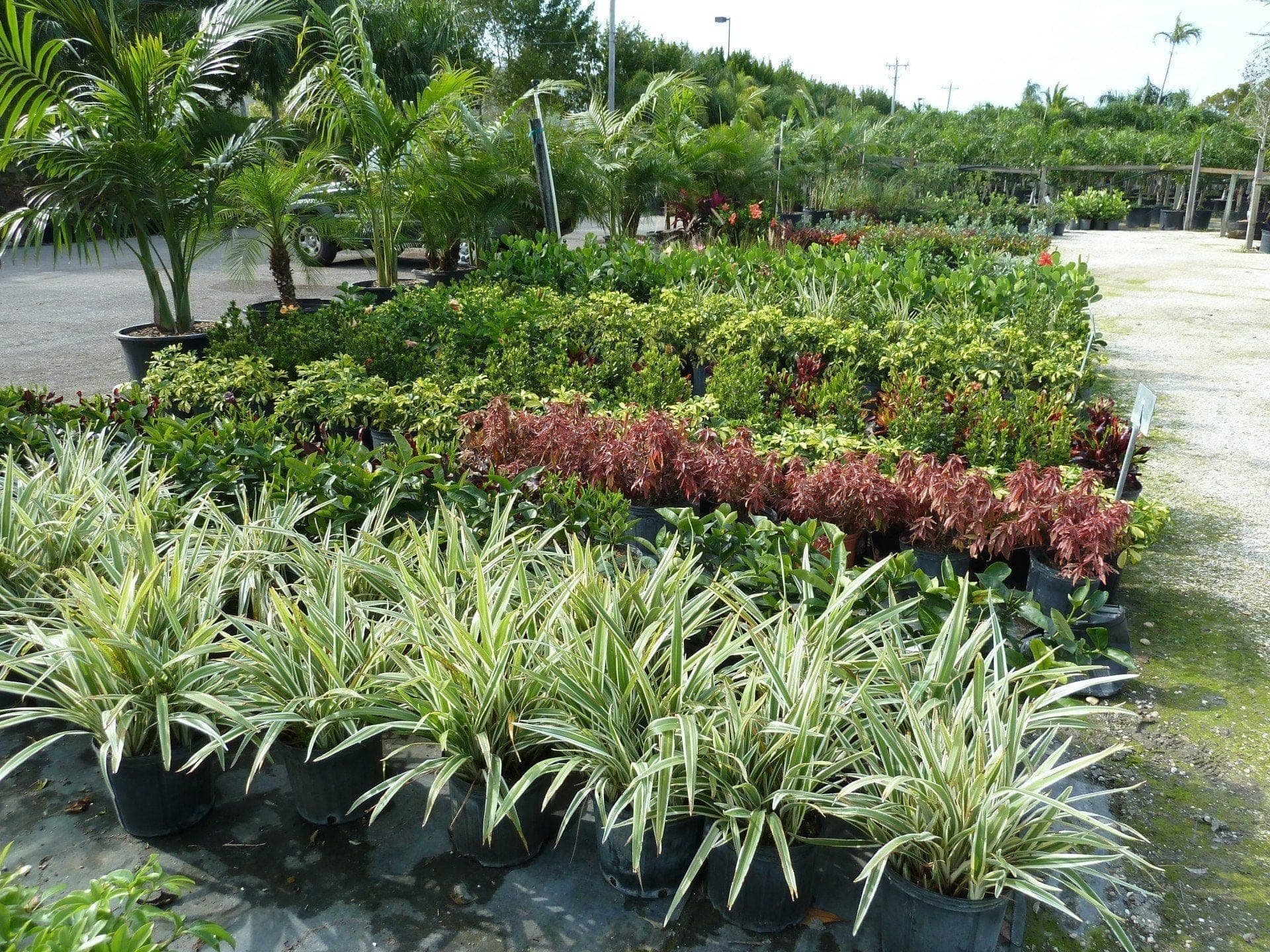 Neighborhood landscape