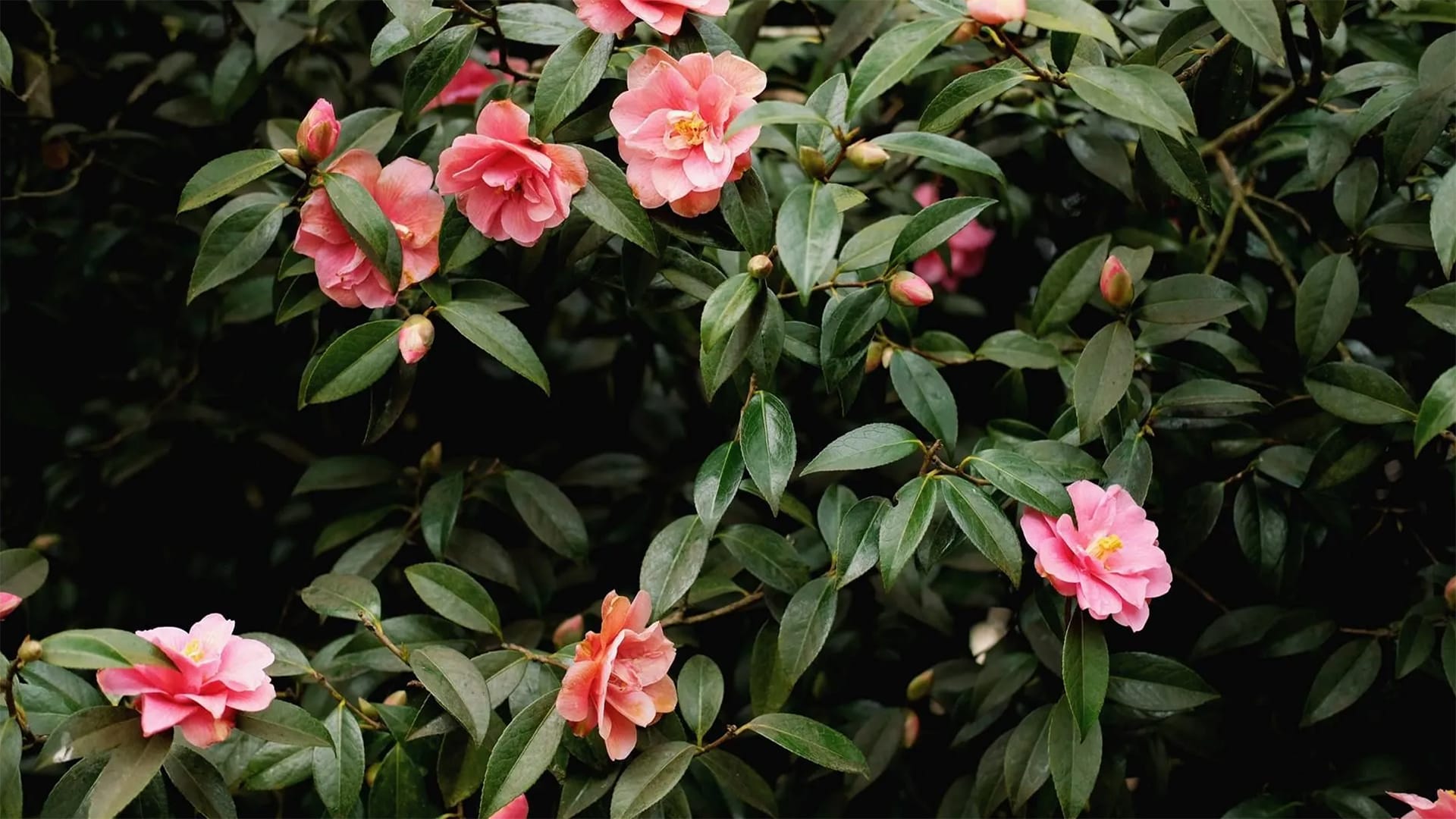 Florida tropical flowers from the Danny Yates nursery